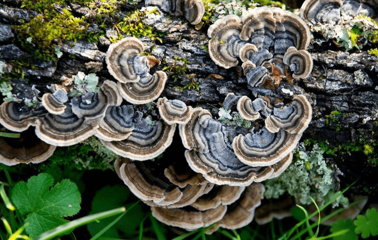 Turkey Tail Mushrooms
